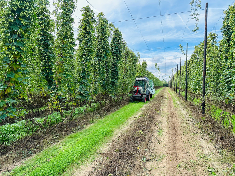 Visiting the Redsell hop farm & the story behind our Hop Harvest '23 Lamanva (Best Bitter)