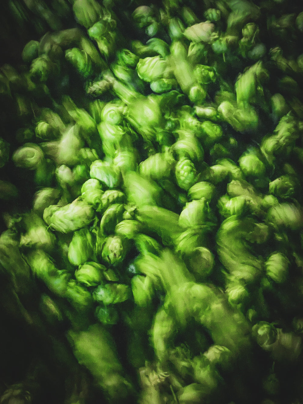 Visiting German Hop Farms in the Hallertau Region