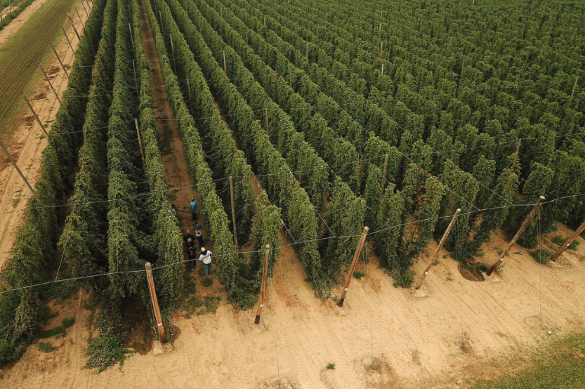 US West Coast Trip 2024: hop picking and collabs