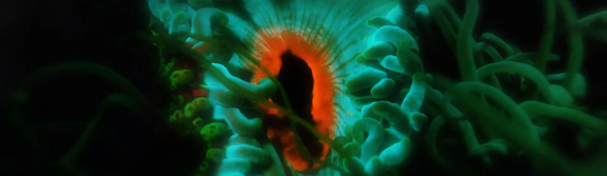 Cornwall Wildlife Trust: Tir ha Mor - An evening of short films, showcasing Cornwall's wildlife, landscapes and stories.