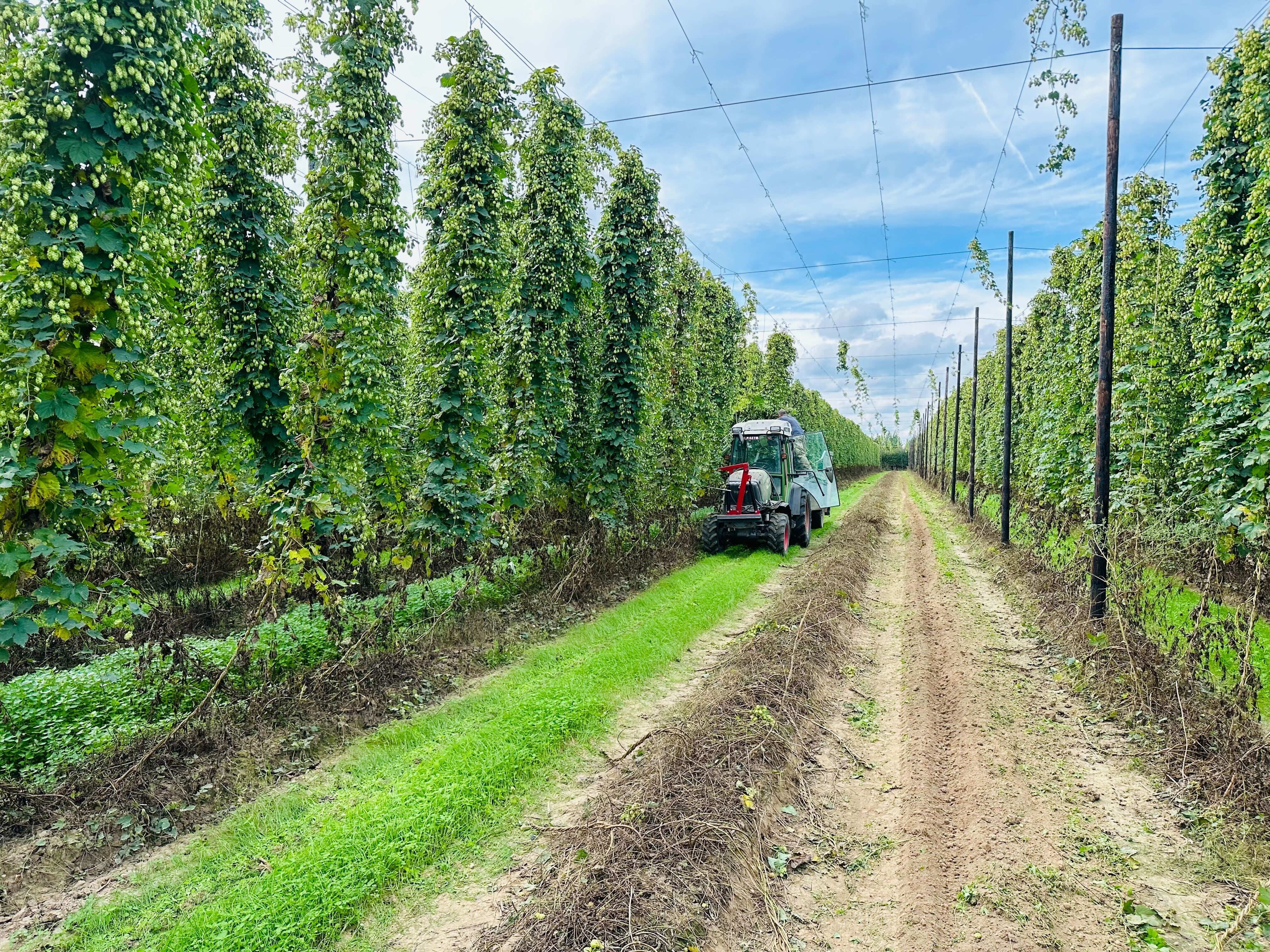 Visiting the Redsell hop farm & the story behind our Hop Harvest '23 Lamanva (Best Bitter)