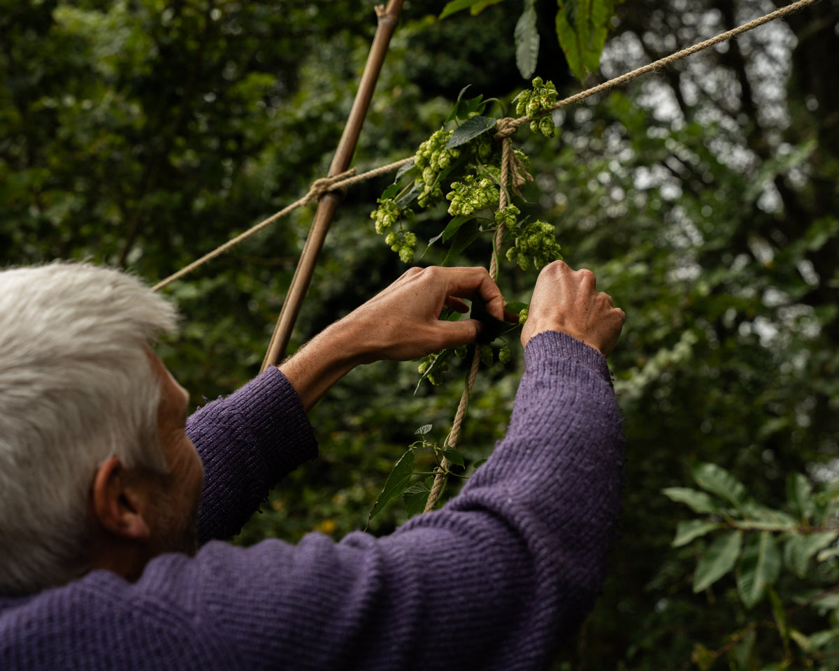 New Hop Traditions